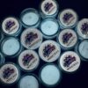 Ghost ~ Clear/White Transparent  Glow Powder - Image 3